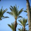 Cime di palme contro il cielo blu.