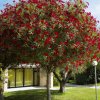Albero con fiori rossi vicino a una casa.