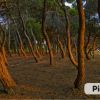 Bosco di pini con tronchi inclinati al tramonto.