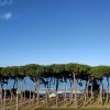 Filare di alberi alti con mare sullo sfondo.