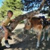 Bambino su un albero accanto a un cavallo marrone con sella.