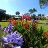 Fiori colorati in un giardino con prato verde.